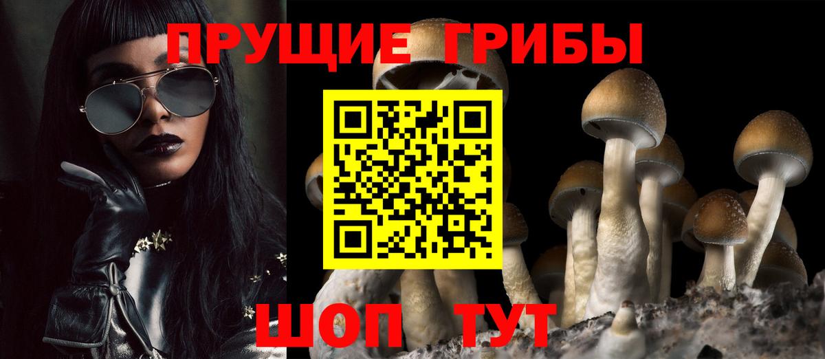 Гай  Галлюциногенные грибы Psilocybe  Вход с VPN 